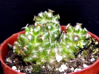 Mammillaria haudeana